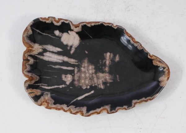 Plate petrified wood 56037