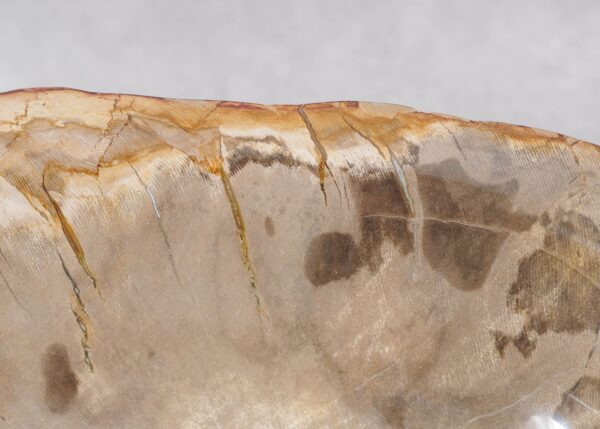 Bowl petrified wood 57003