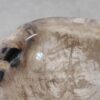 Bowl petrified wood 57004