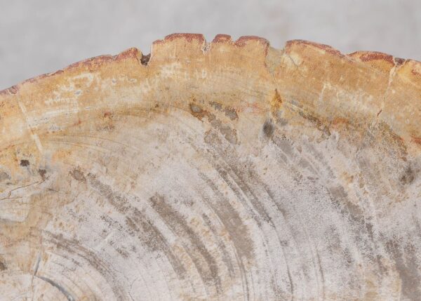 Bowl petrified wood 57024