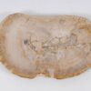 Plate petrified wood 57323