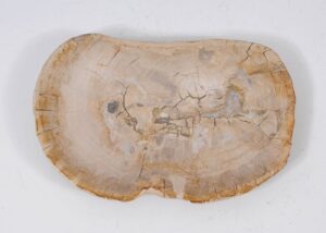 Plate petrified wood 57323