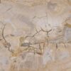 Plate petrified wood 57323