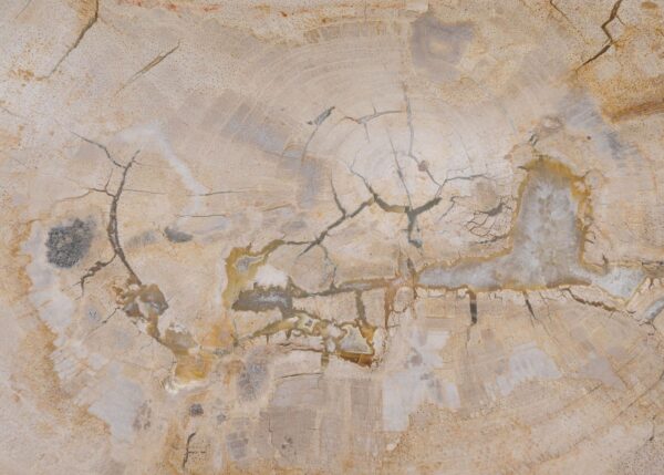 Plate petrified wood 57323