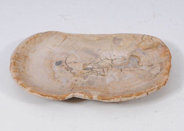 Plate petrified wood 57323