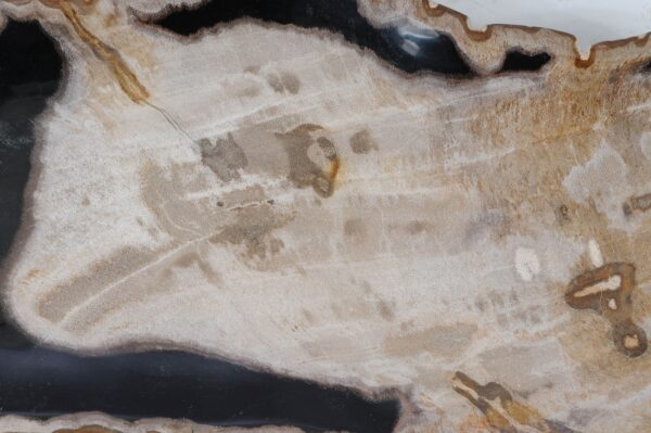 Plate petrified wood 57325