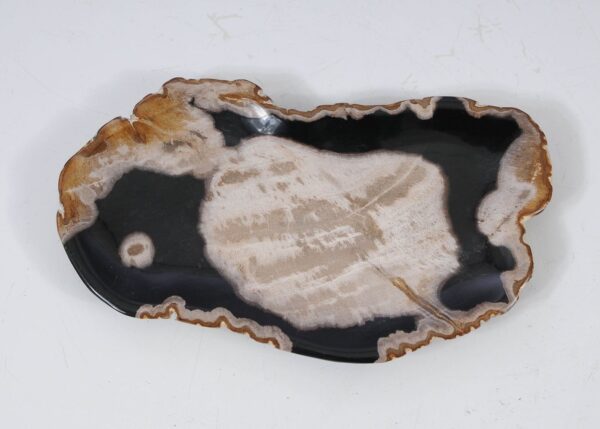 Plate petrified wood 57326