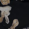 Plate petrified wood 57331