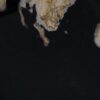 Plate petrified wood 57332