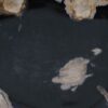 Plate petrified wood 57336