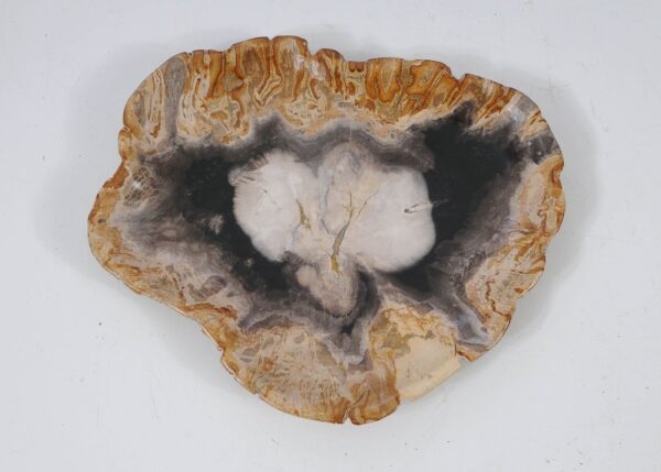 Plate petrified wood 57342