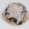 Plate petrified wood 57344