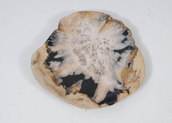 Plate petrified wood 57344