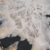 Plate petrified wood 57344