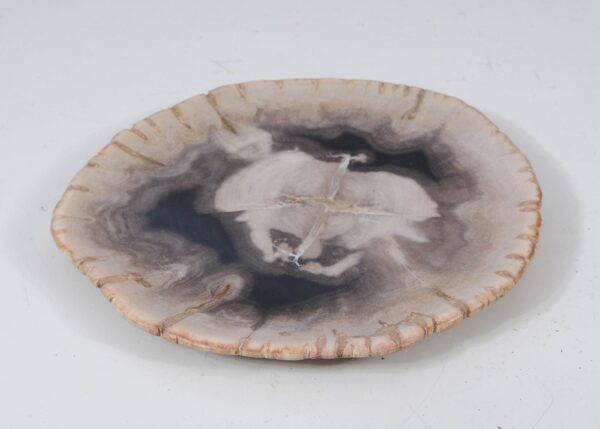 Plate petrified wood 57347