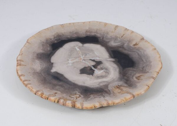 Plate petrified wood 57349