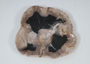 Plate petrified wood 57353