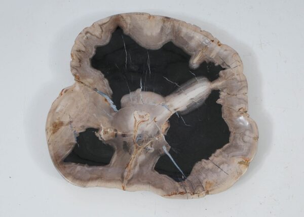 Plate petrified wood 57354