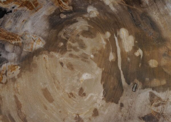 Plato madera petrificada 56029