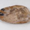 Plato madera petrificada 56029