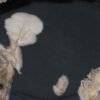 Plato madera petrificada 56039