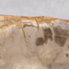 Bol madera petrificada 57003