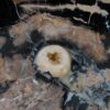 Schale versteinertes Holz 56010