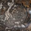 Schale versteinertes Holz 56288