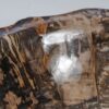 Schale versteinertes Holz 56288