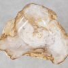 Schale versteinertes Holz 57002