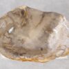 Schale versteinertes Holz 57003
