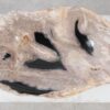 Schale versteinertes Holz 57014