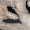 Schale versteinertes Holz 57014