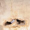Bookends petrified wood 53369