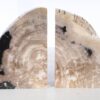 Bookends petrified wood 53370