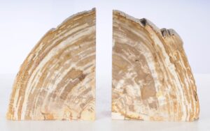 Bookends petrified wood 53374
