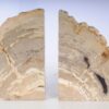 Bookends petrified wood 53378