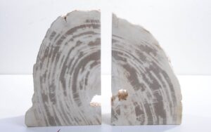 Buchstützen versteinertes holz 42286