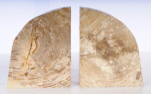 Buchstützen versteinertes holz 53361