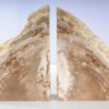 Buchstützen versteinertes holz 53365