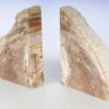 Buchstützen versteinertes holz 53365