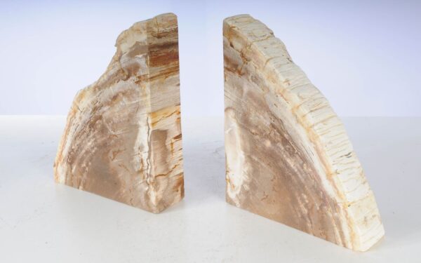 Buchstützen versteinertes holz 53365