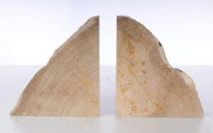 Buchstützen versteinertes holz 53366