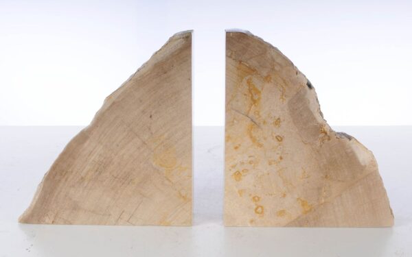 Buchstützen versteinertes holz 53366