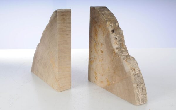 Buchstützen versteinertes holz 53366