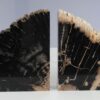 Buchstützen versteinertes holz 53367