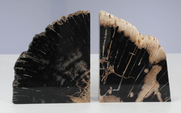 Buchstützen versteinertes holz 53367