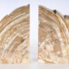 Buchstützen versteinertes holz 53374
