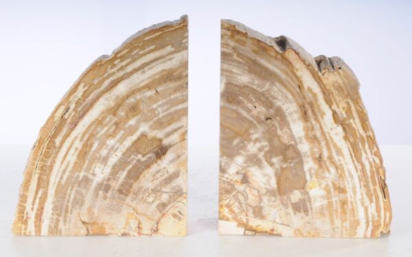 Buchstützen versteinertes holz 53374