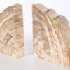 Buchstützen versteinertes holz 53374
